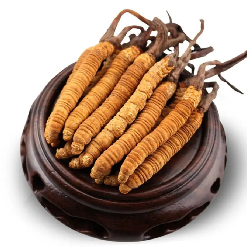 冬蟲(chóng)夏草